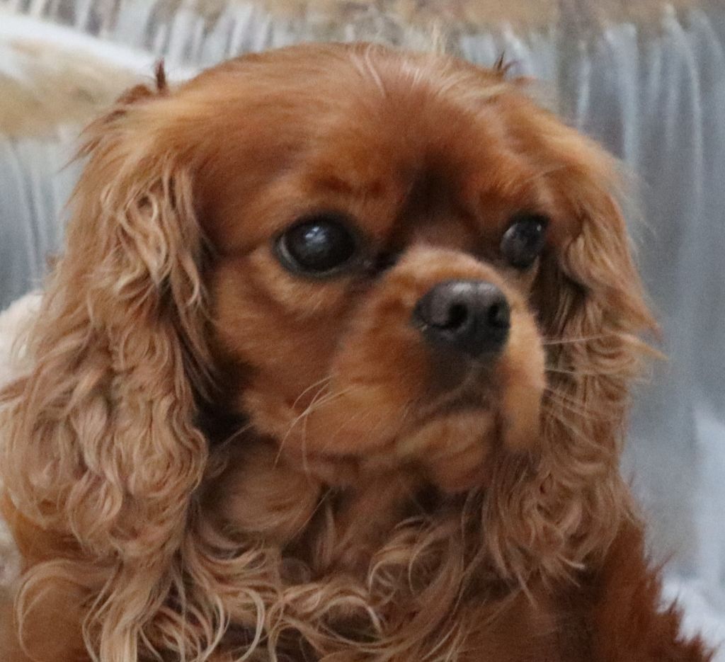 Publication : Du Règne Dechâtaigne Auteur : Du Règne DeChâtaigne