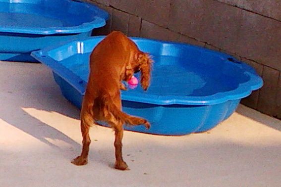 Publication : Du Règne Dechâtaigne Auteur : Du Règne DeChâtaigne