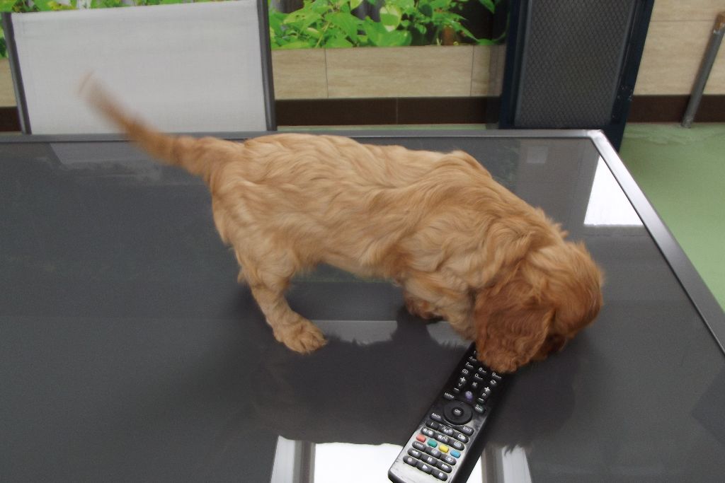 Publication : Du Règne Dechâtaigne Auteur : Du Règne DeChâtaigne