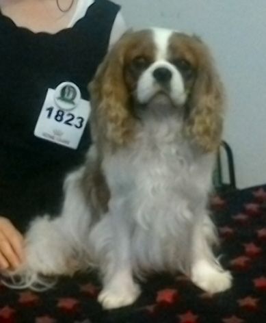 Publication : Du Règne Dechâtaigne Auteur : Du règne DeChâtaigne