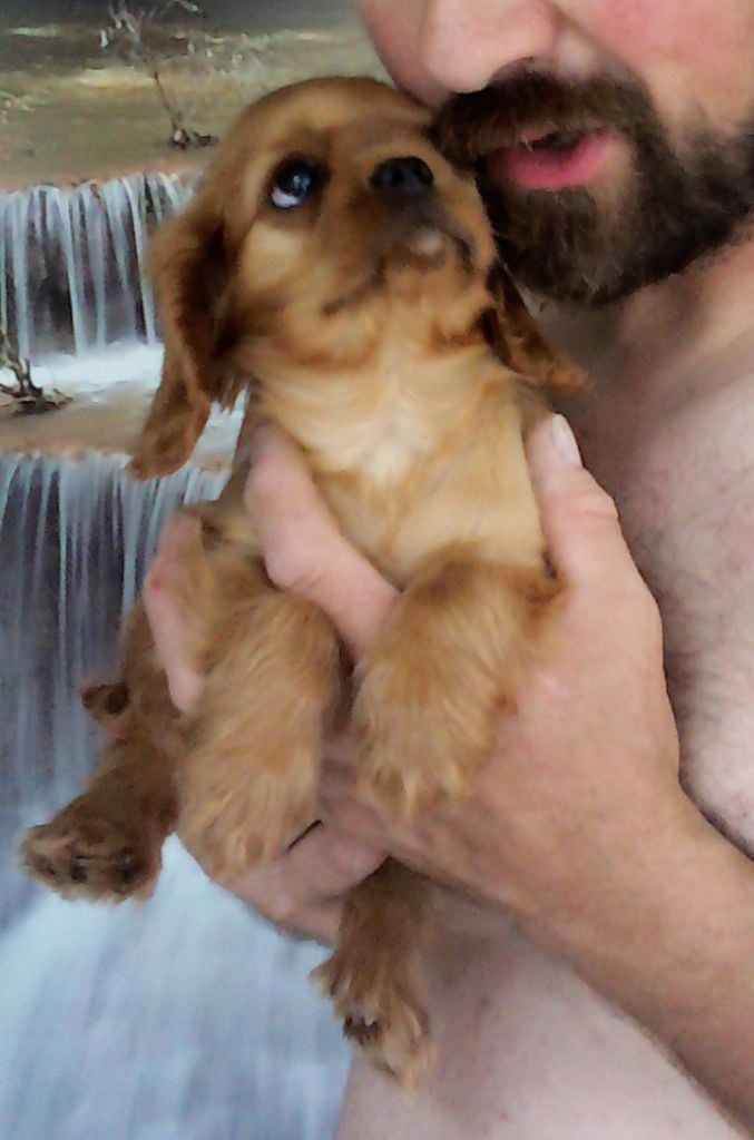 Publication : Du Règne Dechâtaigne Auteur : Du règne DeChâtaigne