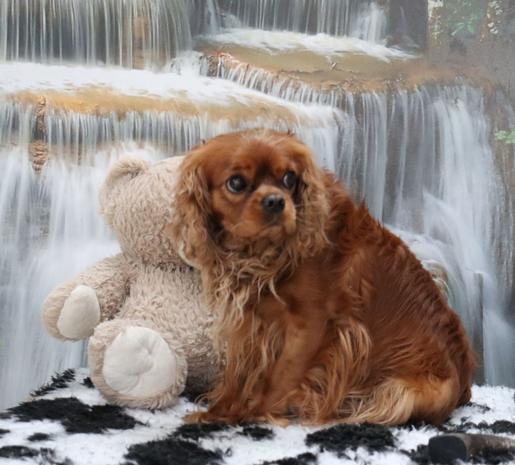 Publication : Du Règne Dechâtaigne Auteur : Du Règne DeChâtaigne