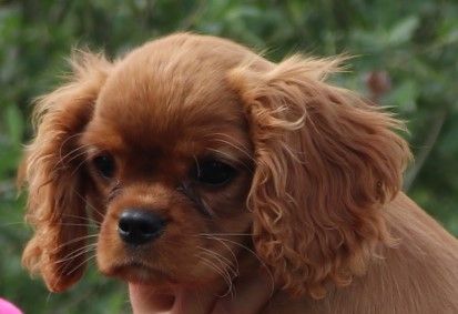 Publication : Du Règne Dechâtaigne Auteur : Du Règne DeChâtaigne