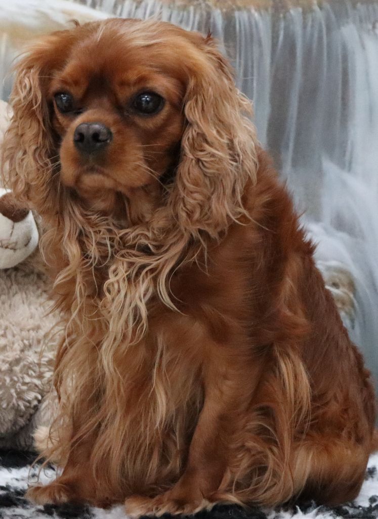 Publication : Du Règne Dechâtaigne Auteur : Du Règne DeChâtaigne