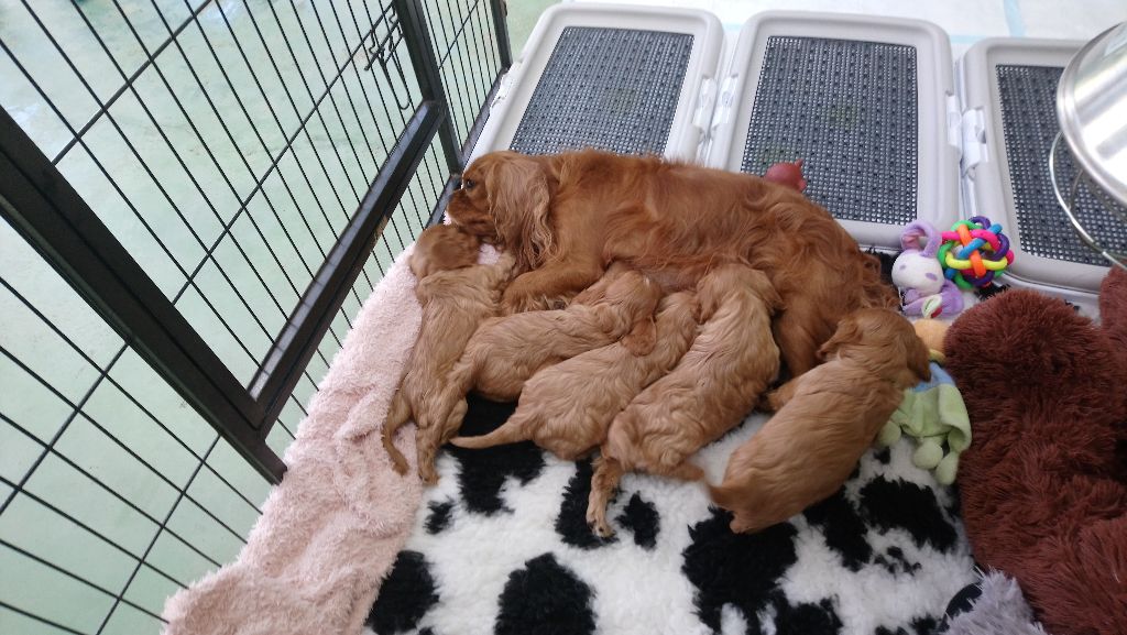 Publication : Du Règne Dechâtaigne Auteur : Du Règne DeChâtaigne