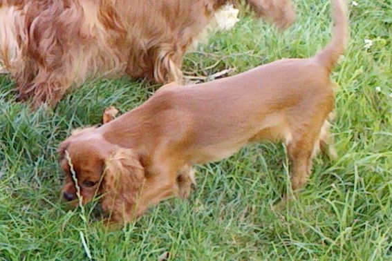 Publication : Du Règne Dechâtaigne Auteur : Du Règne DeChâtaigne