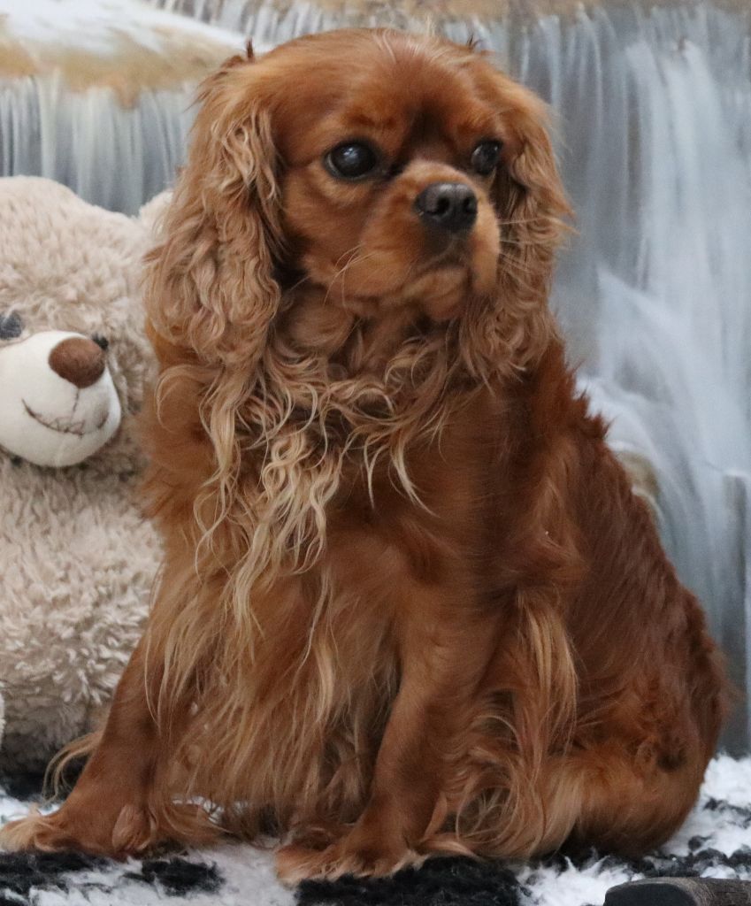 Publication : Du Règne Dechâtaigne Auteur : Du Règne DeChâtaigne