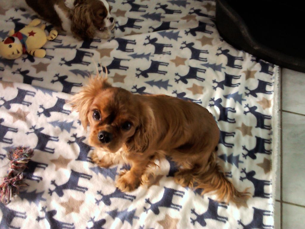 Publication : Du Règne Dechâtaigne Auteur : Du Règne DeChâtaigne