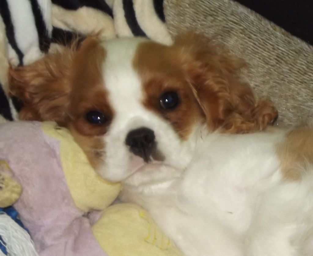 Publication : Du Règne Dechâtaigne Auteur : Du règne DeChâtaigne