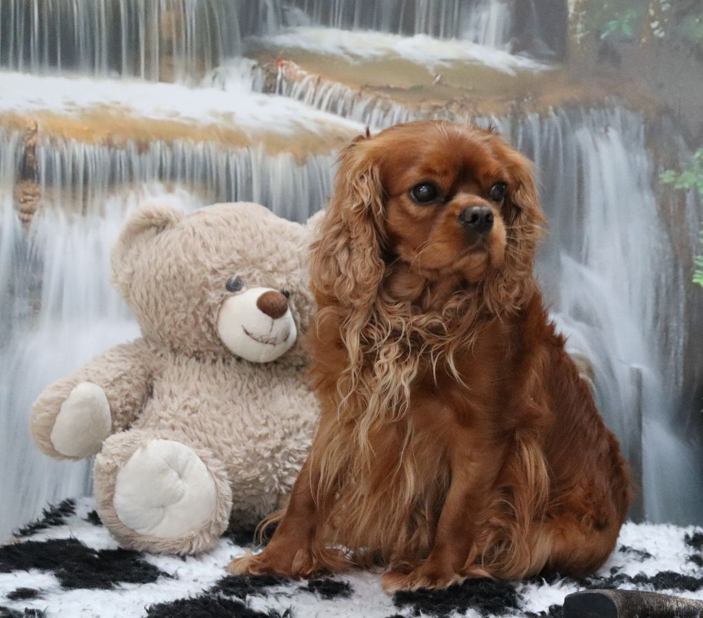 Publication : Du Règne Dechâtaigne Auteur : Du Règne DeChâtaigne