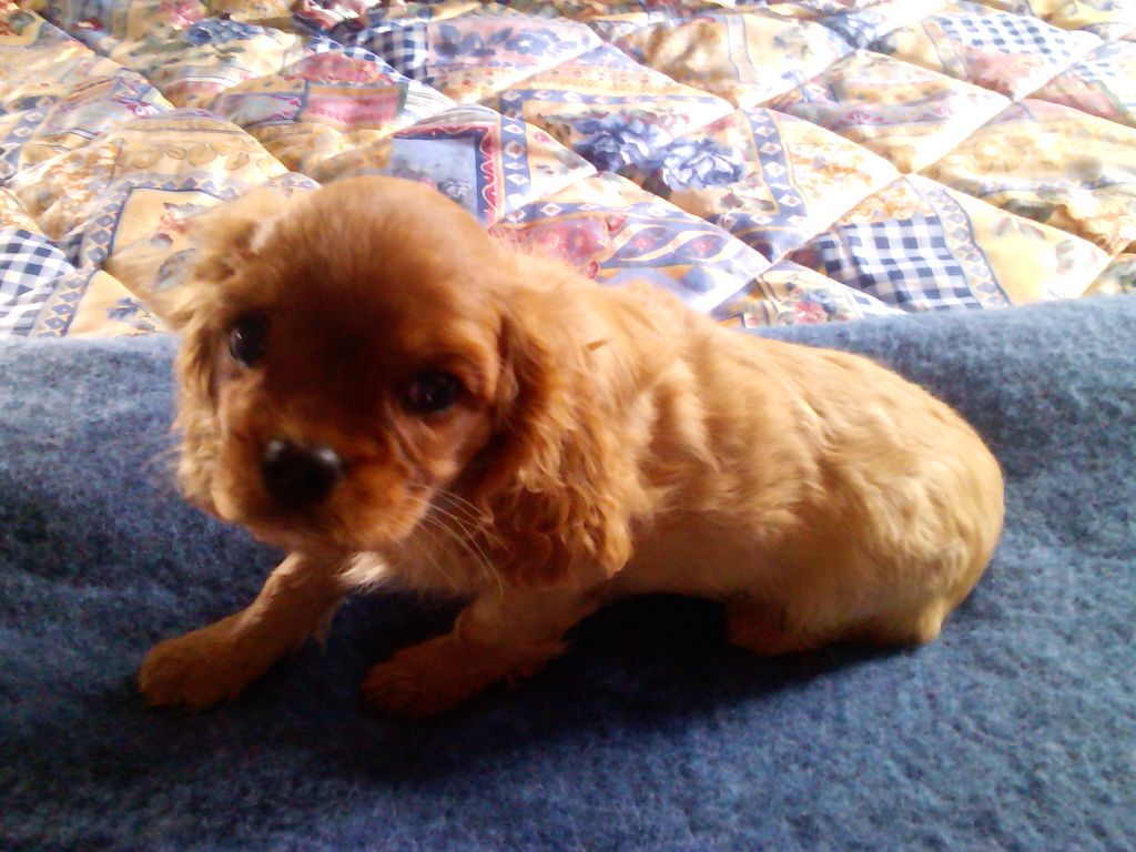 Publication : Du Règne Dechâtaigne Auteur : Du Règne DeChâtaigne