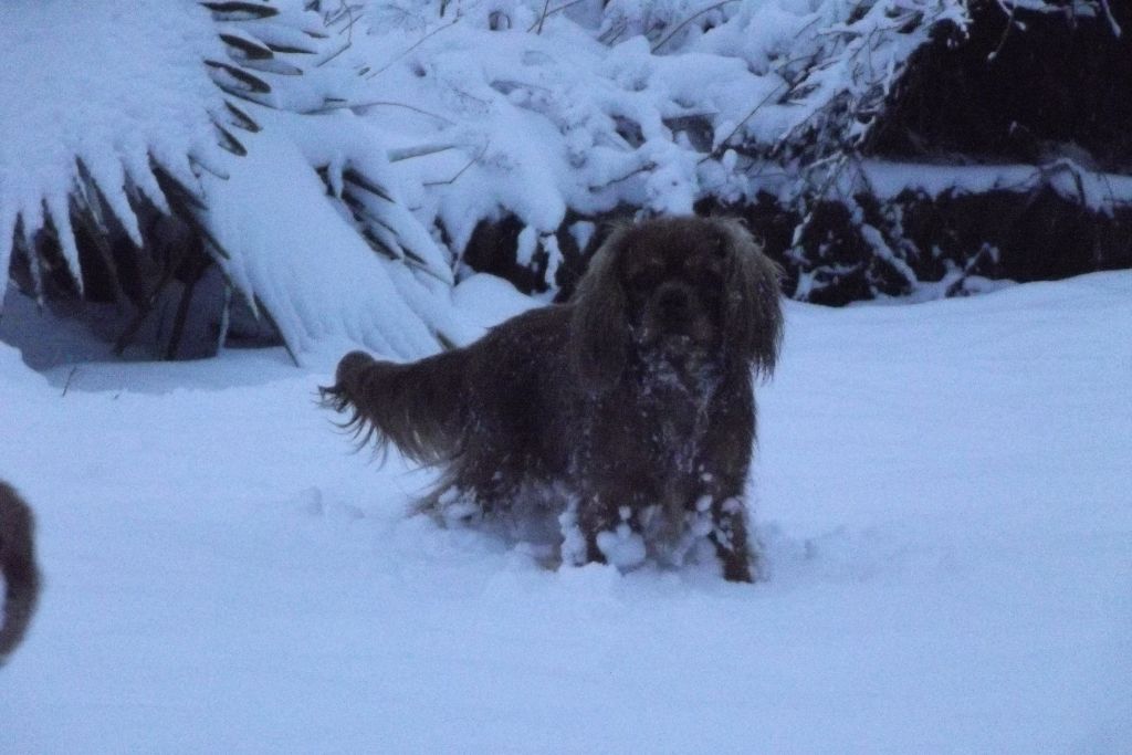 Publication : Du Règne Dechâtaigne Auteur : Du règne DeChâtaigne