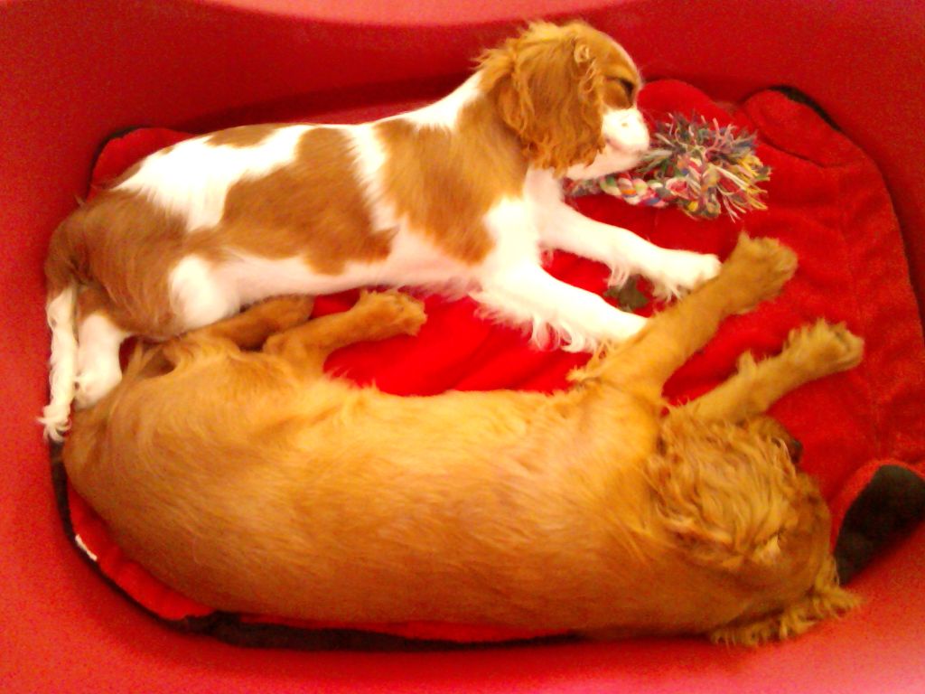 Publication : Du Règne Dechâtaigne Auteur : Du Règne DeChâtaigne