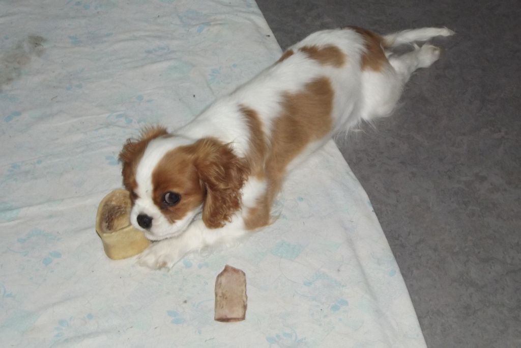 Publication : Du Règne Dechâtaigne Auteur : Du règne DeChâtaigne