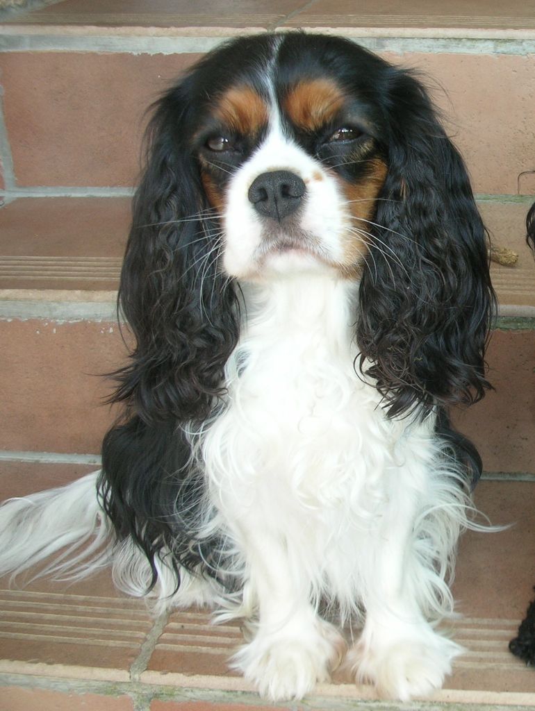 Publication : Du Règne Dechâtaigne Auteur : Du règne DeChâtaigne