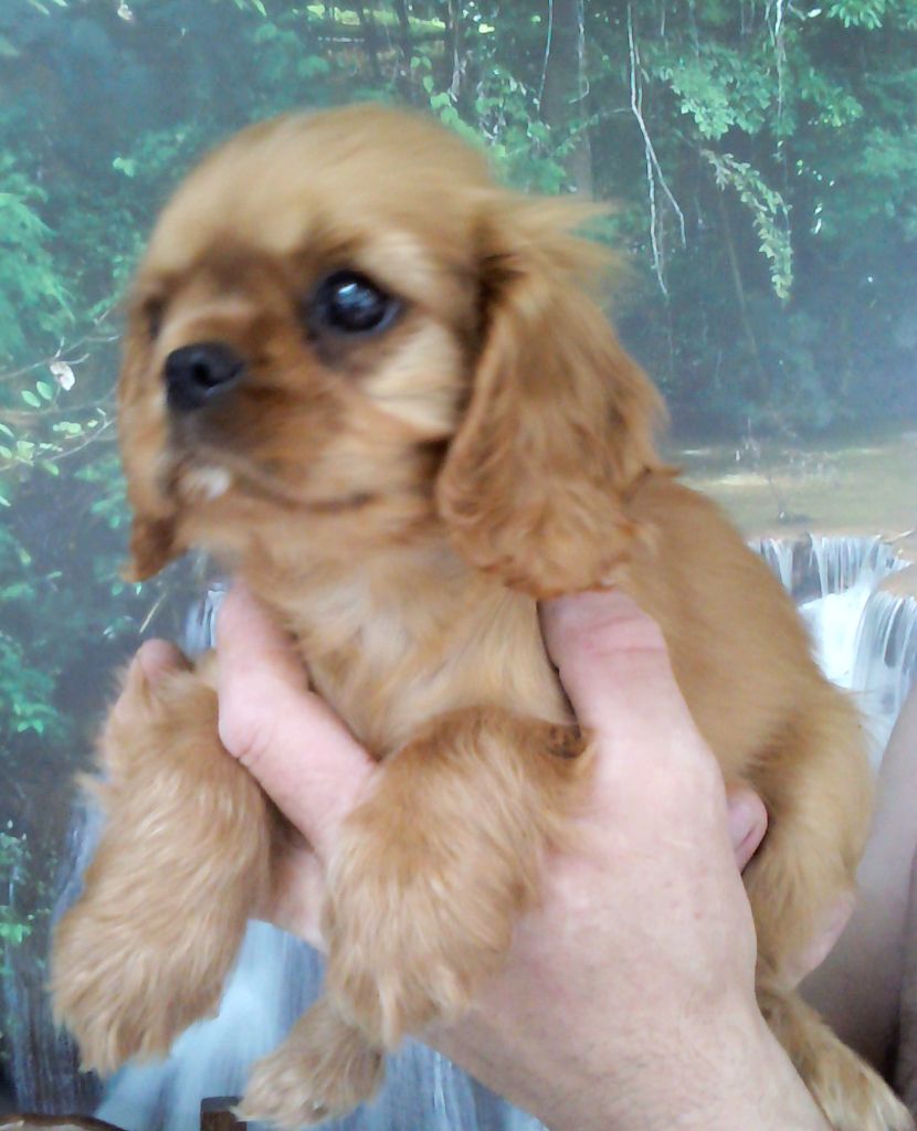 Publication : Du Règne Dechâtaigne Auteur : Du règne DeChâtaigne