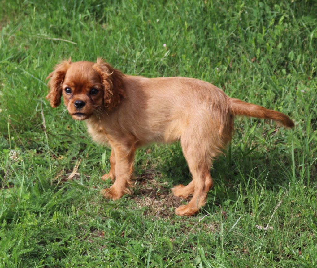 Publication : Du Règne Dechâtaigne Auteur : Du Règne DeChâtaigne