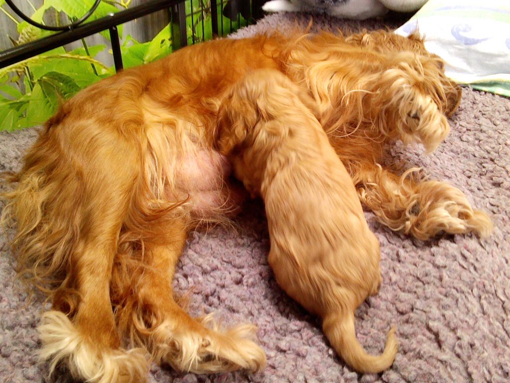 Publication : Du Règne Dechâtaigne Auteur : Du Règne DeChâtaigne