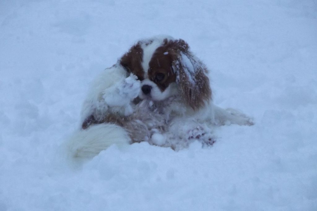 Publication : Du Règne Dechâtaigne Auteur : Du règne DeChâtaigne