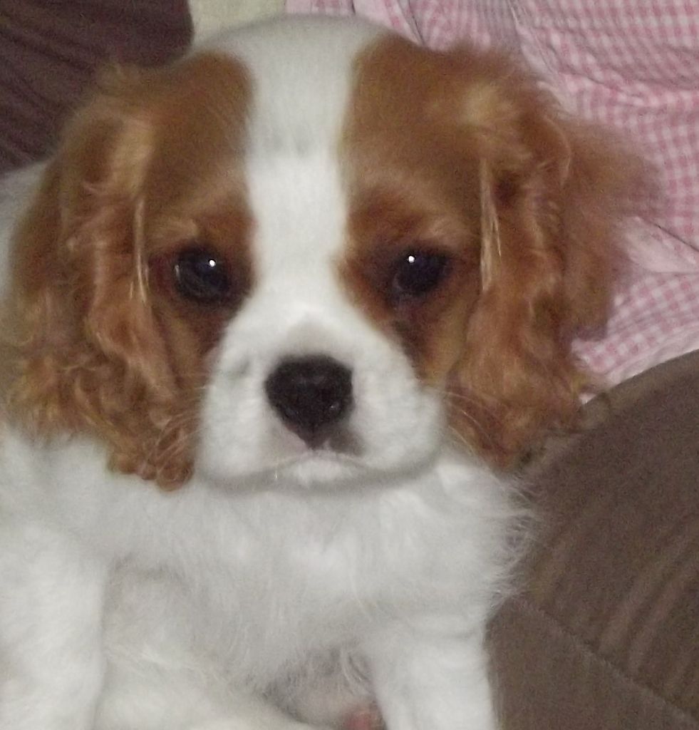 Publication : Du Règne Dechâtaigne Auteur : Du règne DeChâtaigne