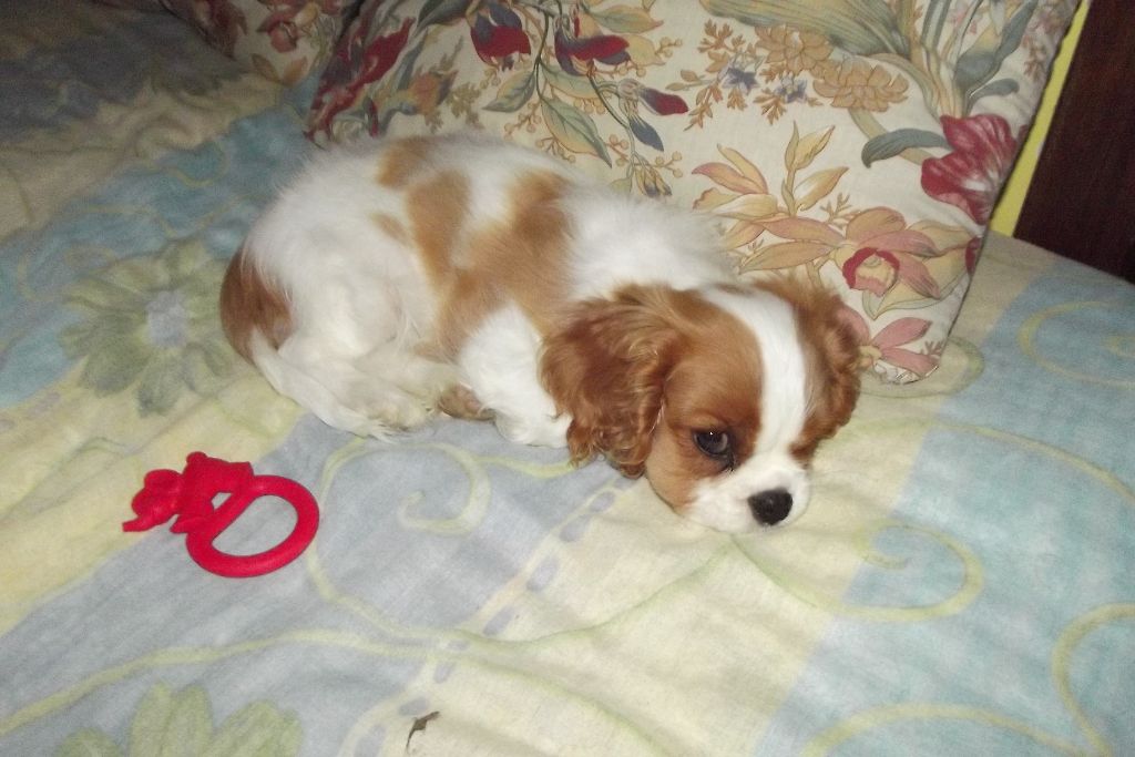 Publication : Du Règne Dechâtaigne Auteur : Du règne DeChâtaigne