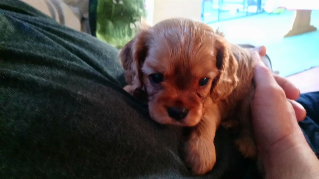 Publication : Du Règne Dechâtaigne Auteur : Du Règne DeChâtaigne