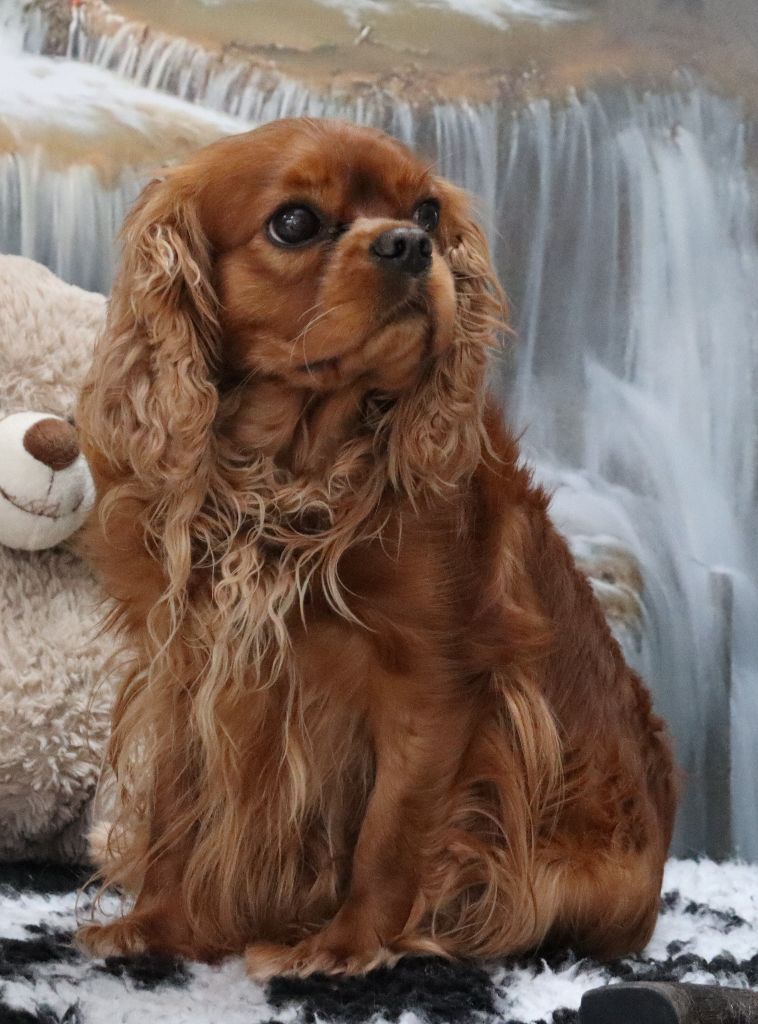 Publication : Du Règne Dechâtaigne Auteur : Du Règne DeChâtaigne