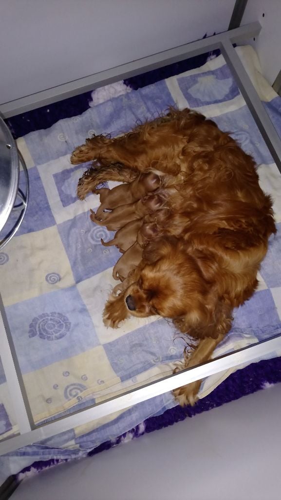 Publication : Du Règne Dechâtaigne Auteur : Du Règne DeChâtaigne