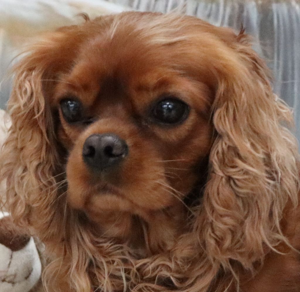 Publication : Du Règne Dechâtaigne Auteur : Du Règne DeChâtaigne