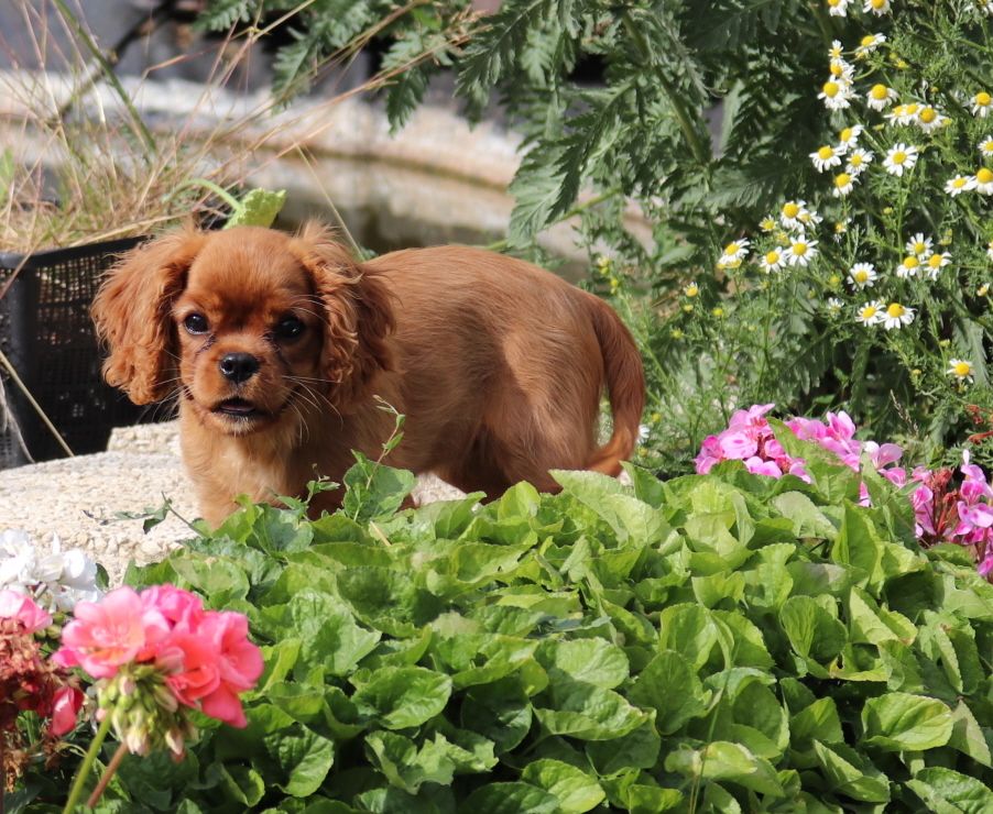 Publication : Du Règne Dechâtaigne Auteur : Du Règne DeChâtaigne