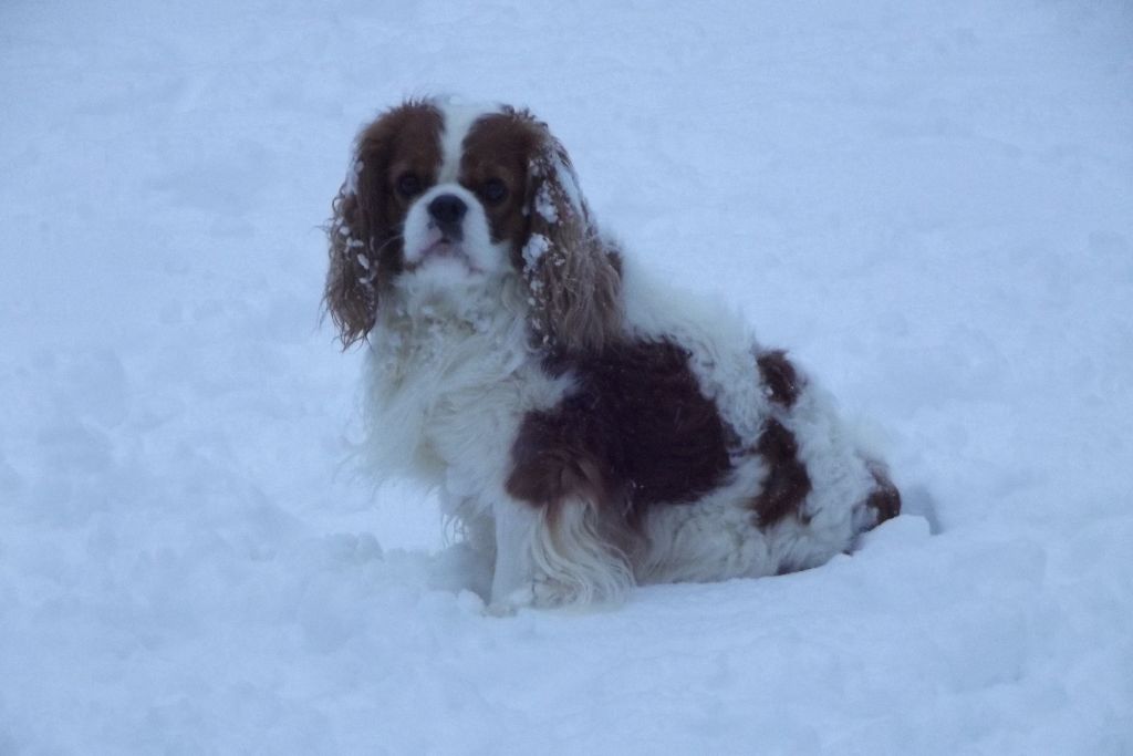 Publication : Du Règne Dechâtaigne Auteur : Du règne DeChâtaigne