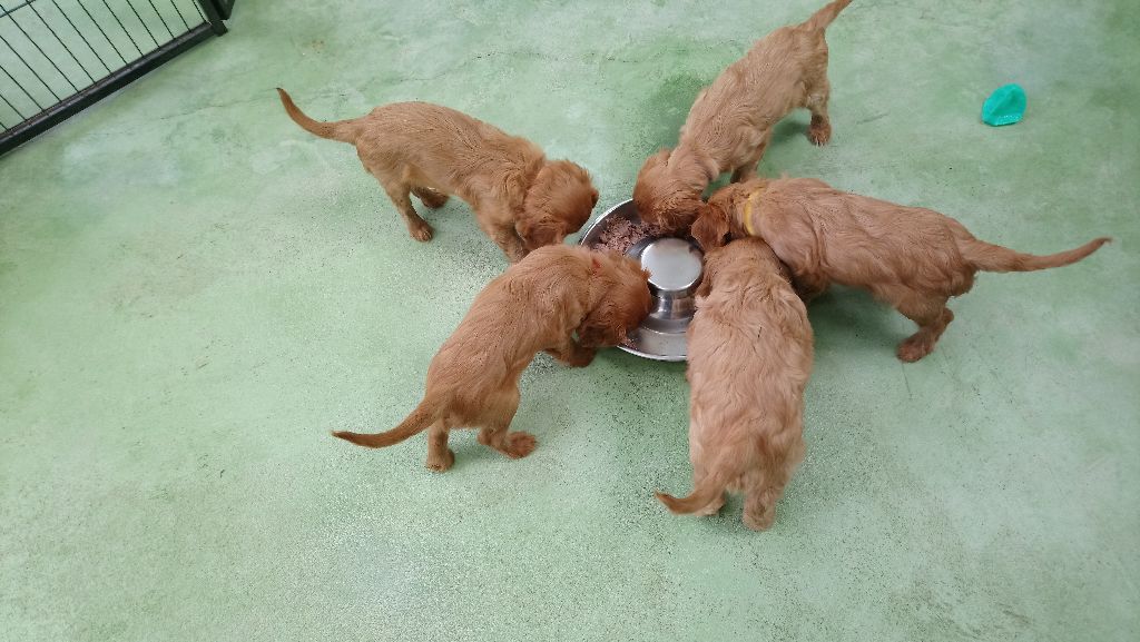 Publication : Du Règne Dechâtaigne Auteur : Du Règne DeChâtaigne