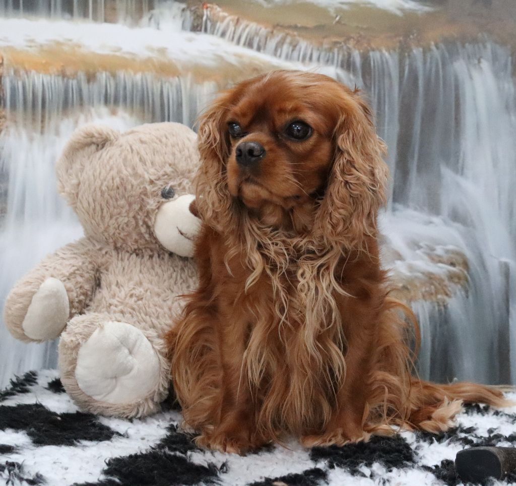 Publication : Du Règne Dechâtaigne Auteur : Du Règne DeChâtaigne