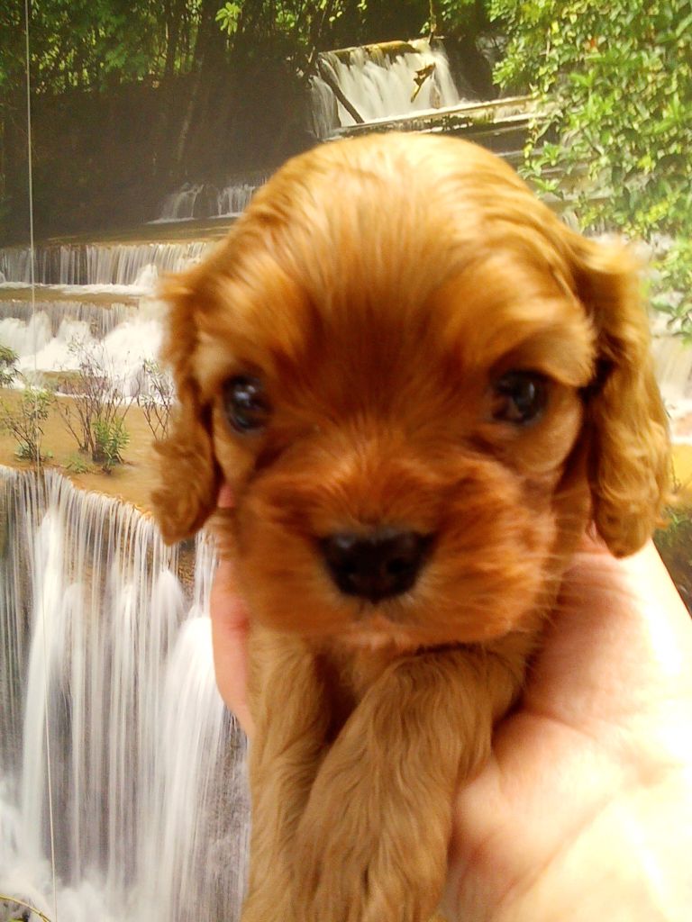 Publication : Du Règne Dechâtaigne Auteur : Du Règne DeChâtaigne