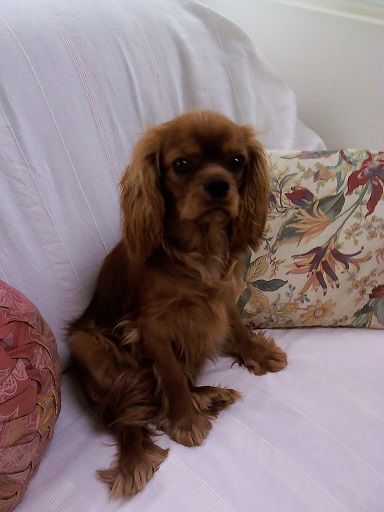 Publication : Du Règne Dechâtaigne Auteur : Du règne DeChâtaigne