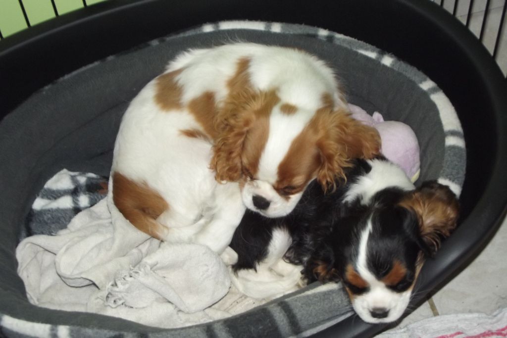 Publication : Du Règne Dechâtaigne Auteur : Du règne DeChâtaigne