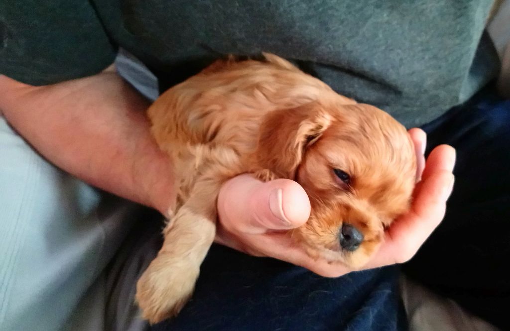 Publication : Du Règne Dechâtaigne Auteur : Du Règne DeChâtaigne