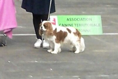 Lee-roy Du clos de larpege - 2ème Très Bon en classe intermédiaire