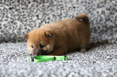 Les chiots de Shiba