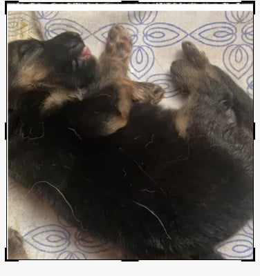 Les chiots de Berger Allemand
