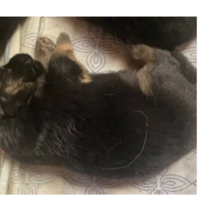 Les chiots de Berger Allemand