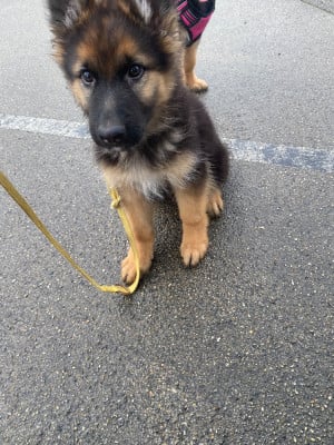 Les chiots de Berger Allemand