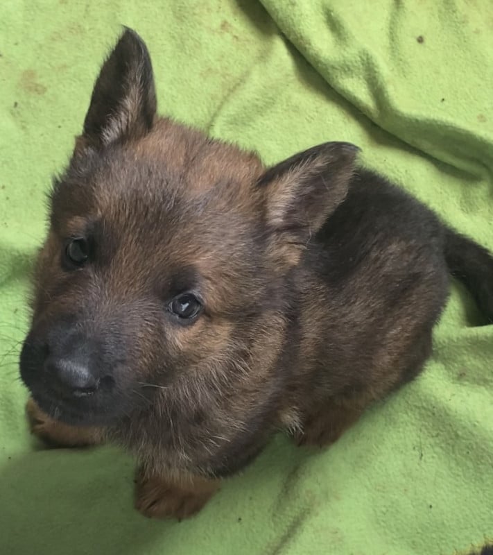 Berger Allemand - Von Die Weisen Lander