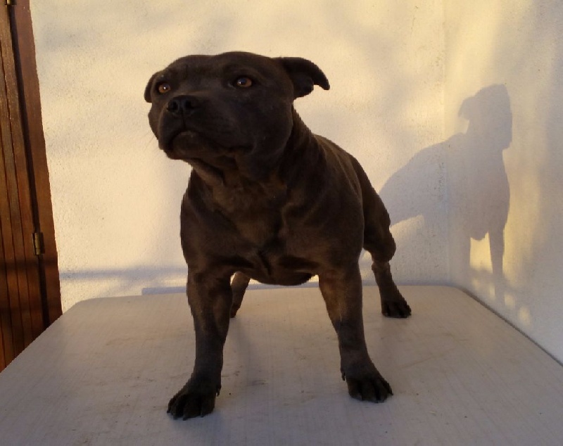 Publication : StaffantomTitanium Auteur : Staffantom Titanium