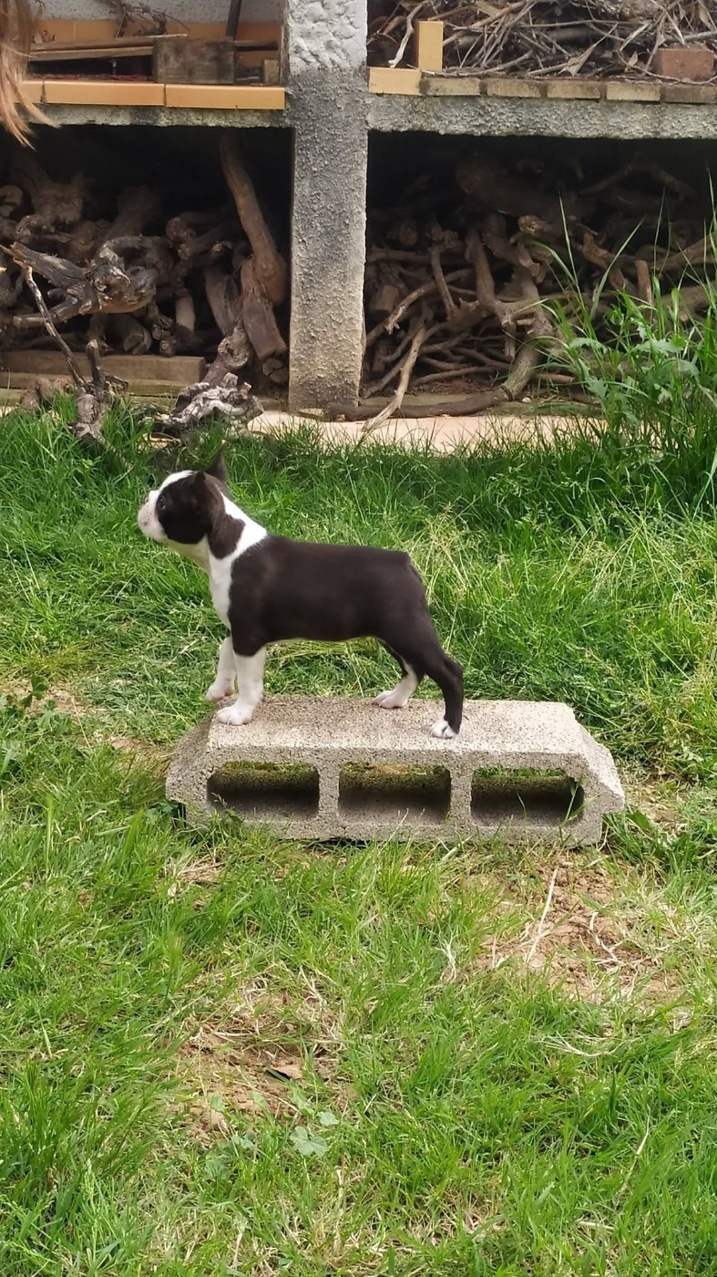 B De L'esprit Du Chien