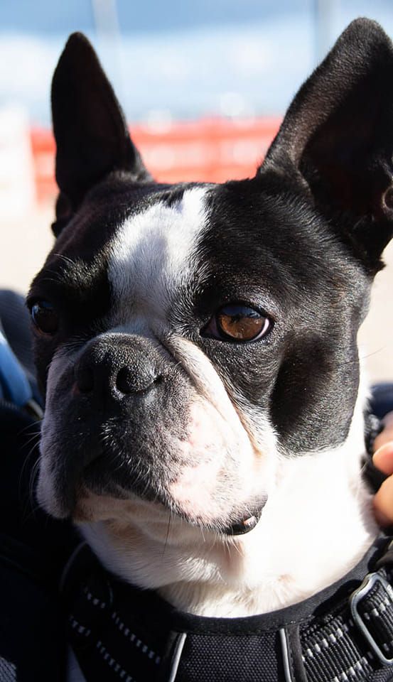 Publication : De L'esprit Du Chien Auteur : J.J.F