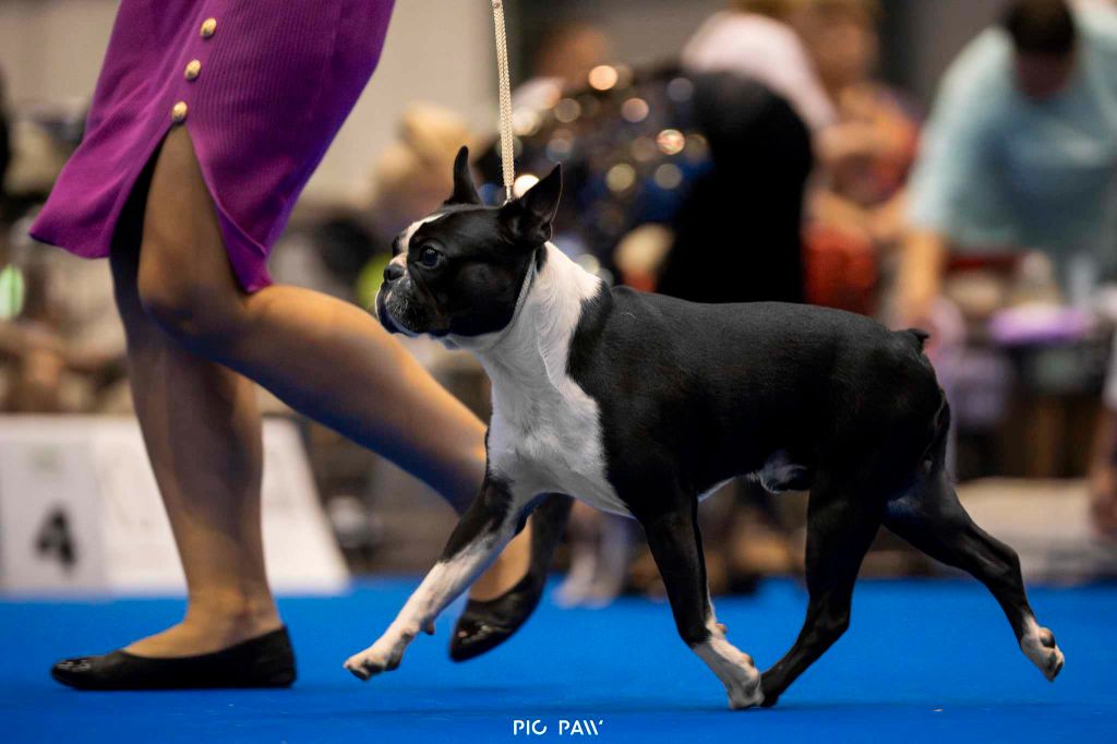 CH. Cib rolex mon bijou De L'esprit Du Chien