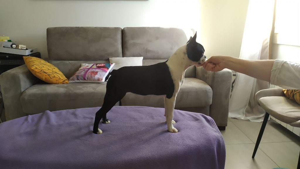 Femelle - Addicted to you ALTESSE