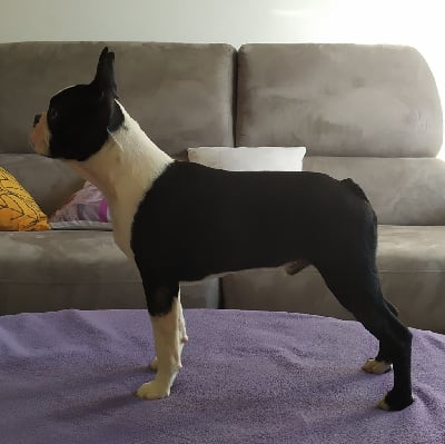 Les chiots de Boston Terrier