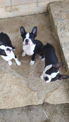 Les chiots de Boston Terrier